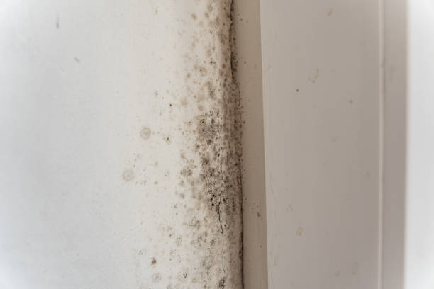 Millersport, OH Mold Inspection, Removal & Remediation Company